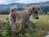 Vente d&rsquo;une chienne Fox Terrier LOF adulte d&rsquo;un an et 5 mois, bicolore