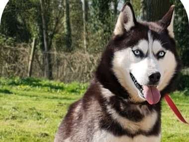 Vente d’un chien Husky Sibérien noir et blanc LOF mâle 