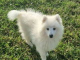 4 chiots Spitz Japonais à vendre, mâles blancs LOF