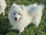 4 chiots Spitz Japonais à vendre, mâles blancs LOF