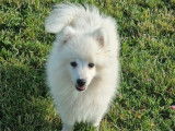 4 chiots Spitz Japonais à vendre, mâles blancs LOF