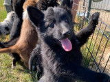 7 chiots Bergers Belges Groenendael LOF &agrave; vendre bicolores ou noirs