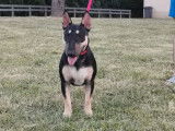 Vente d’un chiot Bull Terrier miniature, mâle LOF noir tricolore