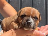 R&eacute;servation pour un chiot Staffie m&acirc;le rouge bicolore LOF