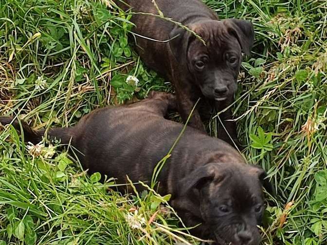 6 chiots Staffordshire Bull Terriers à vendre, LOF noir bringé