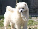 7 chiots Samoyèdes pour réservation, LOF blancs