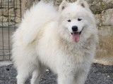 7 chiots Samoyèdes pour réservation, LOF blancs