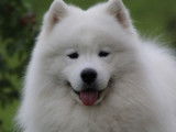 7 chiots Samoyèdes pour réservation, LOF blancs