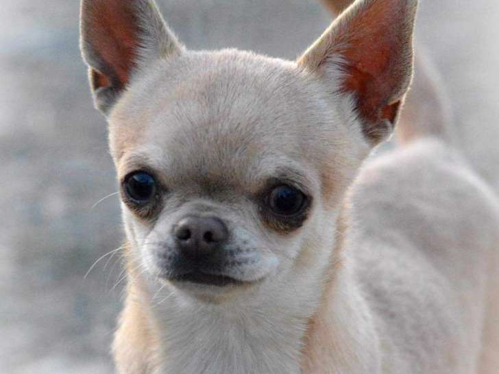 À réserver : 3 chiots Chihuahuas mâles LOF d’avril 2022 bicolores