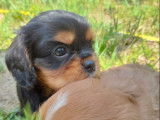 4 chiots Cavaliers King Charles mâles non LOF à réserver