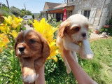 4 chiots Cavaliers King Charles mâles non LOF à réserver