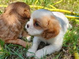 4 chiots Cavaliers King Charles mâles non LOF à réserver