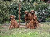 3 Chiots Rhodesian Ridgeback LOF