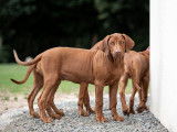 3 Chiots Rhodesian Ridgeback LOF
