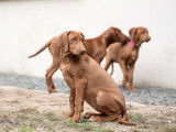 3 Chiots Rhodesian Ridgeback LOF