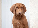 3 Chiots Rhodesian Ridgeback LOF