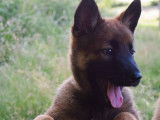 Disponibles à l'achat : 4 chiots Malinois LOF fauve charbonné