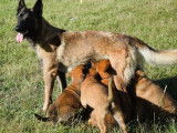 Disponibles à l'achat : 4 chiots Malinois LOF fauve charbonné