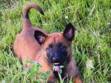 Disponibles à l'achat : 4 chiots Malinois LOF fauve charbonné