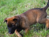 Disponibles à l'achat : 4 chiots Malinois LOF fauve charbonné