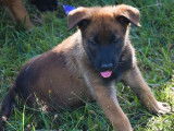 Disponibles à l'achat : 4 chiots Malinois LOF fauve charbonné