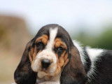 Des chiots Bassets Hounds LOF à réserver, bicolores ou tricolores