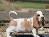 Des chiots Bassets Hounds LOF à réserver, bicolores ou tricolores