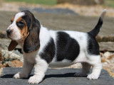 Des chiots Bassets Hounds LOF à réserver, bicolores ou tricolores