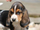 Des chiots Bassets Hounds LOF à réserver, bicolores ou tricolores