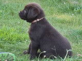 À vendre : 5 chiots mâles Labrador chocolats LOF