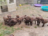 À vendre : 5 chiots mâles Labrador chocolats LOF