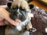 Réservation de 5 chiots Bouledogues Français non LOF