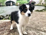 Un chiot femelle Berger Australien tricolore LOF disponible