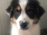 Un chiot femelle Berger Australien tricolore LOF disponible