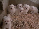 7 chiots Bichons Maltais blancs non LOF à vendre