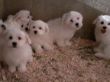 7 chiots Bichons Maltais blancs non LOF à vendre
