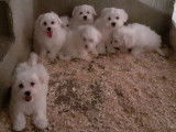 7 chiots Bichons Maltais blancs non LOF à vendre
