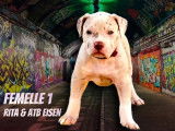 Femelle 1 - 7 semaines Reservée