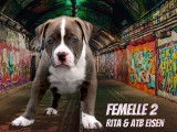 Femelle 2 - 7 semaines Reservée