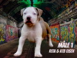Mâle 1 - 7 semaines Réservé