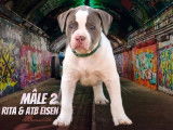 Mâle 2 - 7 semaines Réservé