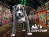 Mâle 4 - 7 semaines Reservé