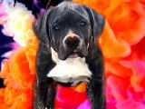 Chiots American Bully XL XX