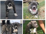 Chiots American Bully XL XX