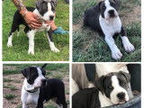 Chiots American Bully XL XX