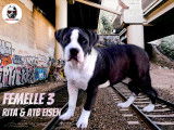 Chiots American Bully XL XX