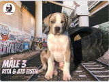 Chiots American Bully XL XX