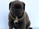 5 chiots mâles bleus American Bullies non-LOF à vendre