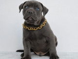 5 chiots mâles bleus American Bullies non-LOF à vendre