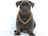 5 chiots mâles bleus American Bullies non-LOF à vendre